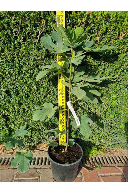 Інжир ремонтантний Далматський - 5л/вис.60-80 см/Ø 30-40 см/3роки